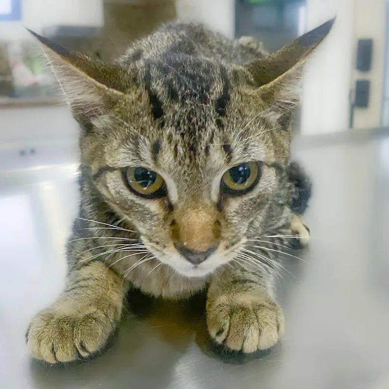 A baby small-sized female Gray / Blue / Silver Domestic Short Hair cat named Mermista for adoption in Chapel Hill, NC