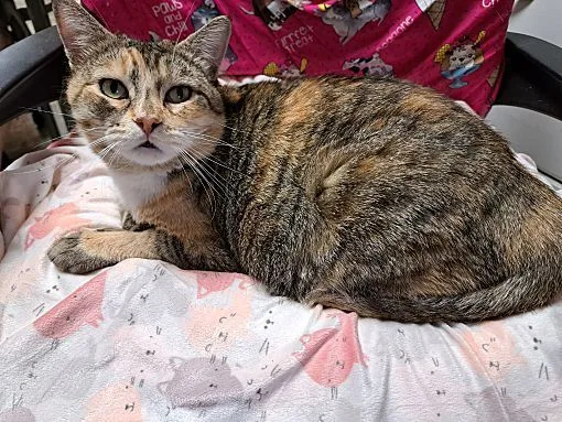 An adult medium-sized female Torbie cat named Charlotte for adoption in Riverside, CA