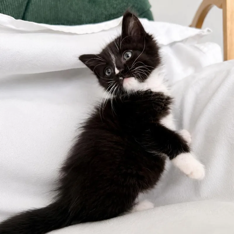 A baby small-sized male Black Domestic Medium Hair cat named Dart for adoption in Tulsa, OK