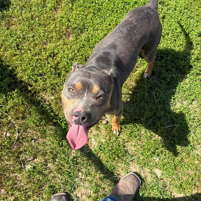An adult medium-sized female Gray / Blue / Silver Pit Bull Terrier dog named Foffee for adoption in Danville, KY