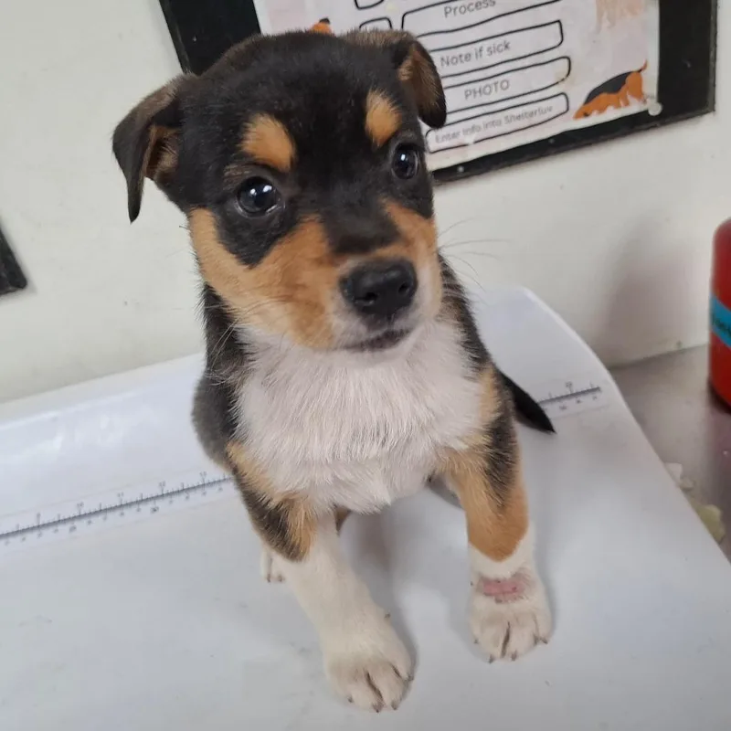 A baby small-sized female Dachshund dog named Park for adoption in Alexandria, VA