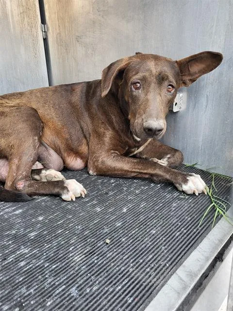 An adult large-sized female Labrador Retriever dog named Taylor for adoption in San Antonio, TX