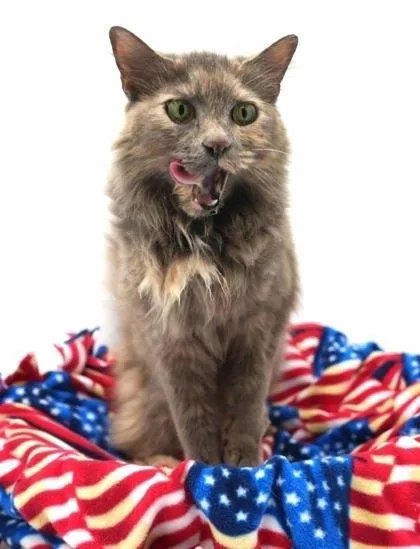 An adult small-sized female Domestic Long Hair cat named Bianca for adoption in Bowling Green, KY