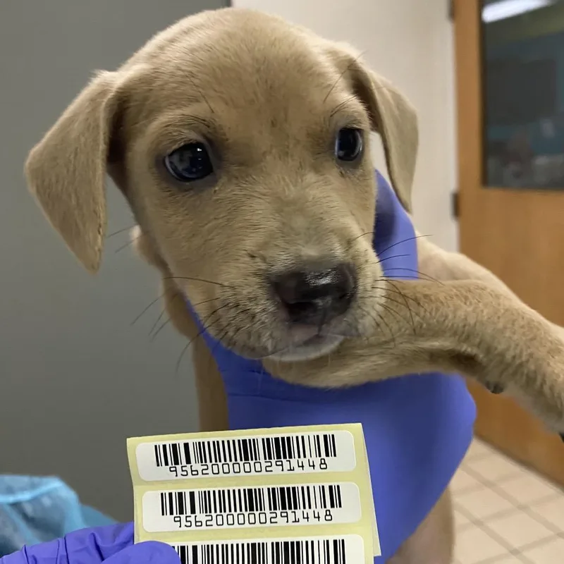A baby small-sized male Yellow / Tan / Blond / Fawn Mixed Breed dog named Orange for adoption in Charleston, WV