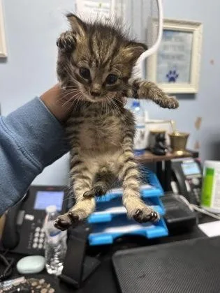 A baby small-sized male Domestic Short Hair cat named Jeremiah for adoption in Chamblee, GA