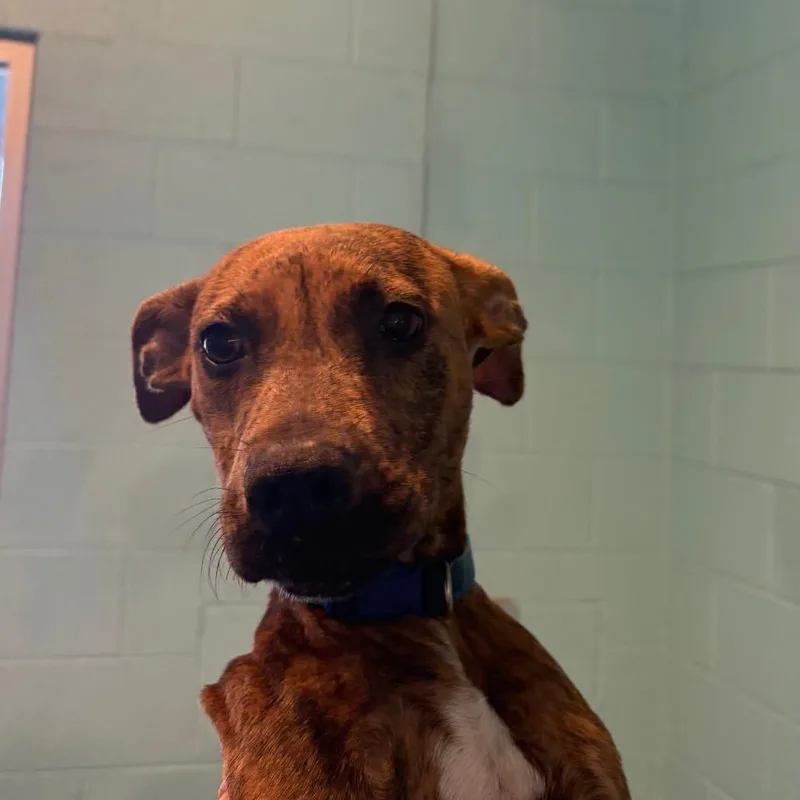 A young small-sized male Brindle Mixed Breed dog named Scooby Doo for adoption in Naples, FL