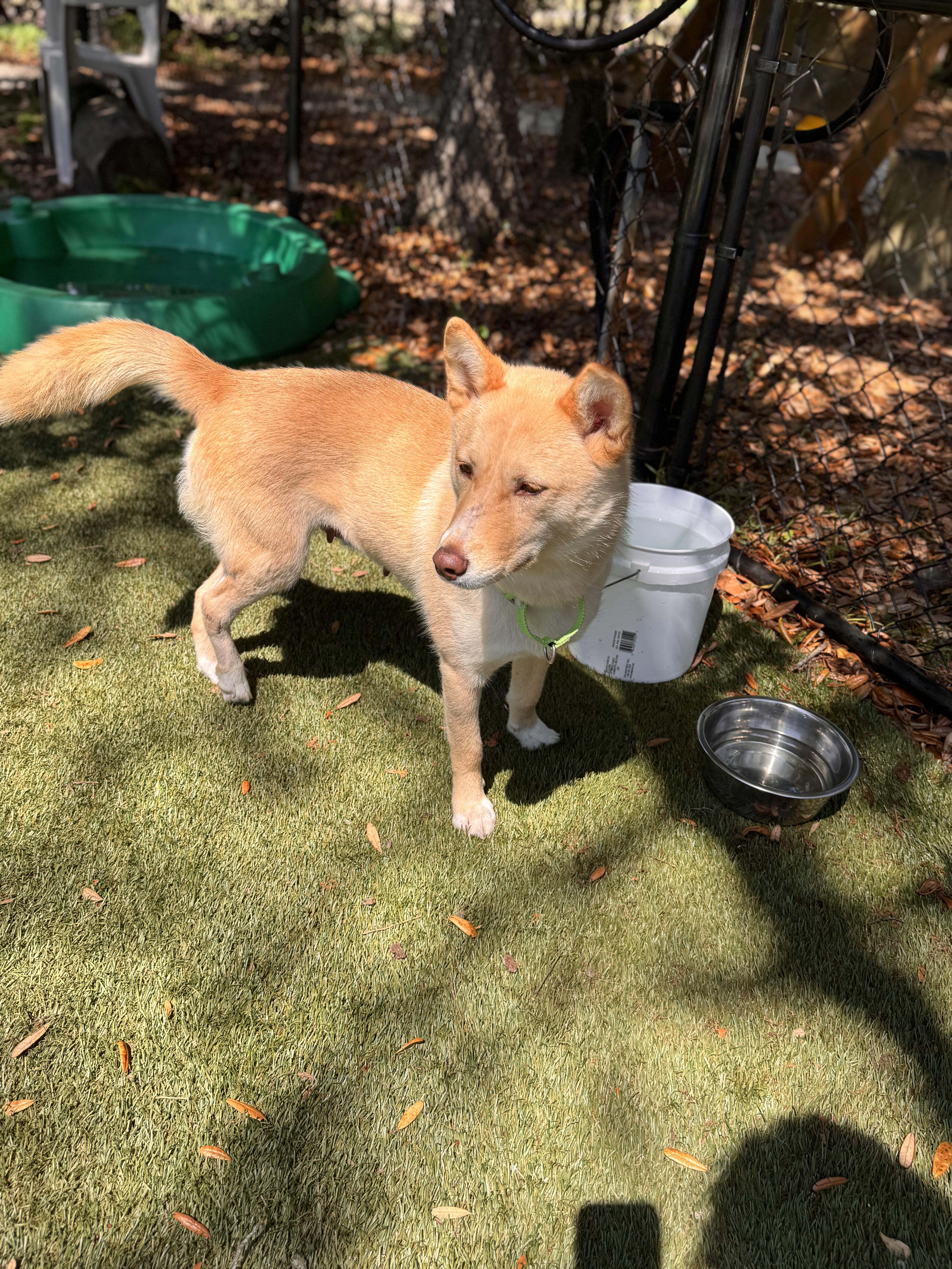 An adult medium-sized female Shepherd dog named Foxy for adoption in Pawleys Island, SC