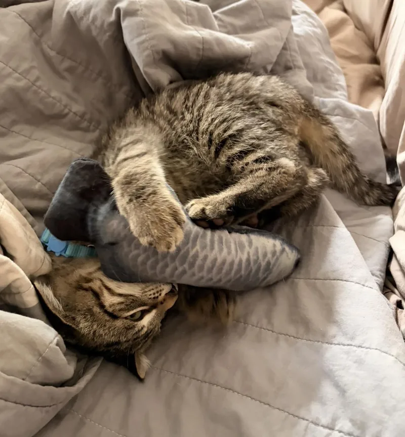 A baby small-sized male Domestic Short Hair cat named Chester for adoption in Troy, MI