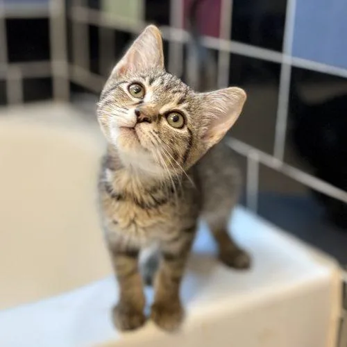 A baby small-sized female Brown / Chocolate Tabby cat named Hulu for adoption in Knoxville, TN