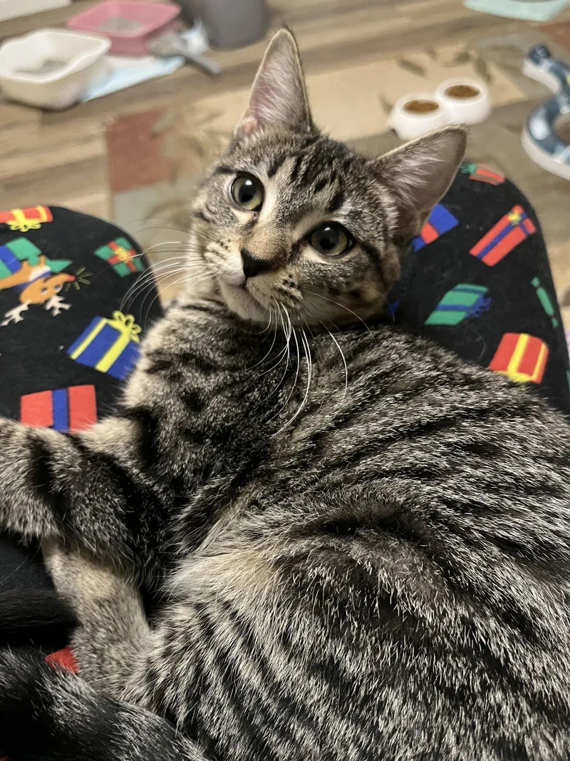 A young medium-sized female Domestic Short Hair cat named Jenny for adoption in Eureka, MO