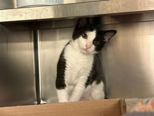 A baby small-sized female Domestic Short Hair cat named Kittney Spears for adoption in Fort Wayne, IN