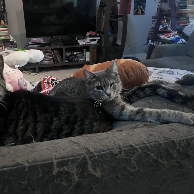 An adult medium-sized female Gray / Blue / Silver Domestic Short Hair cat named Melon for adoption in Houston, TX