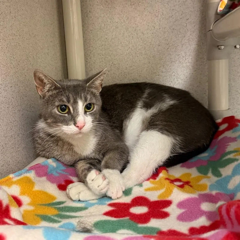 An adult medium-sized female Gray / Blue / Silver Domestic Short Hair cat named Suki for adoption in Naperville, IL