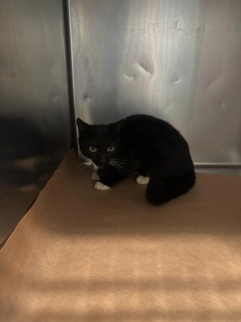 A baby large-sized male Domestic Short Hair cat named Zippo for adoption in Cartersville , GA