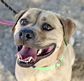 An adult large-sized male Labrador Retriever dog named Jake for adoption in Tucson, AZ