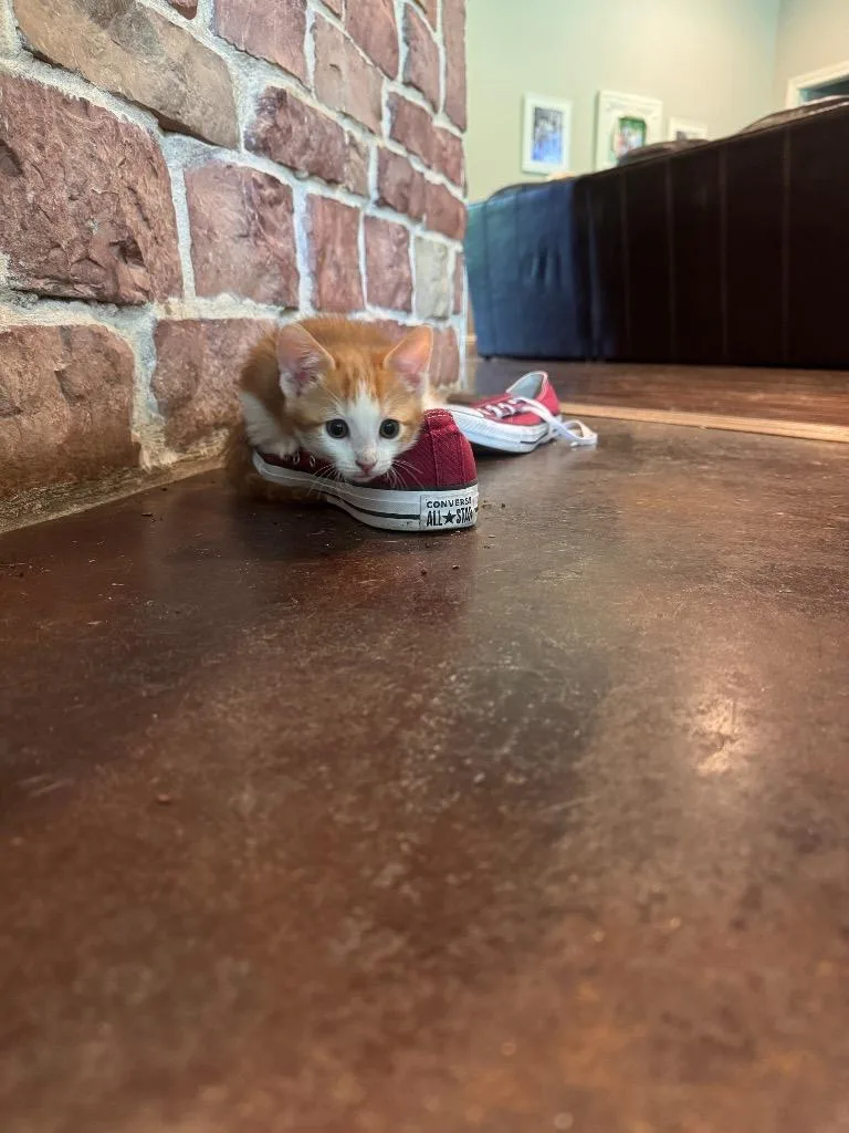 A baby small-sized male Domestic Short Hair cat named Toad for adoption in Lewisville, TX