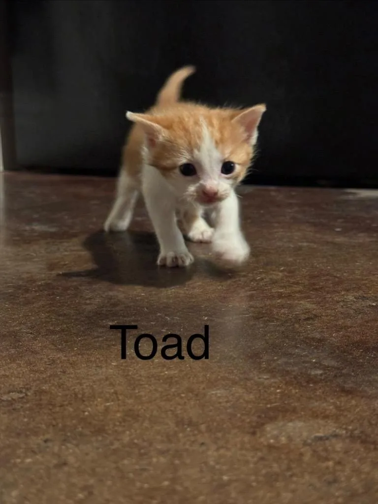 Toad thumbnail 5