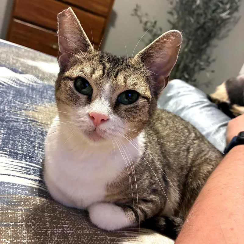 An adult medium-sized female Brown / Chocolate Domestic Short Hair cat named Bella for adoption in Green Bay, WI