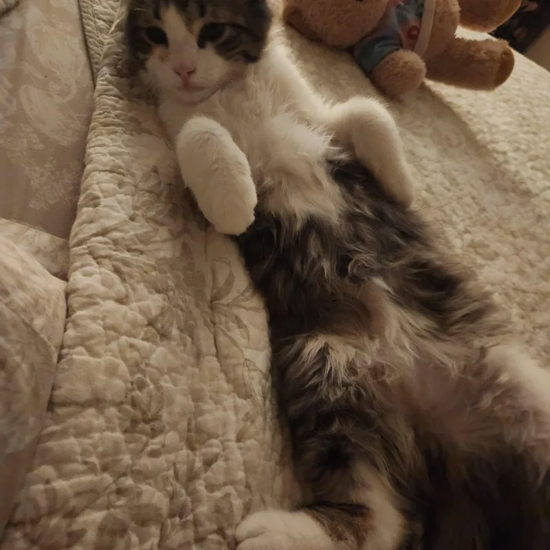 Bernard thumbnail 2