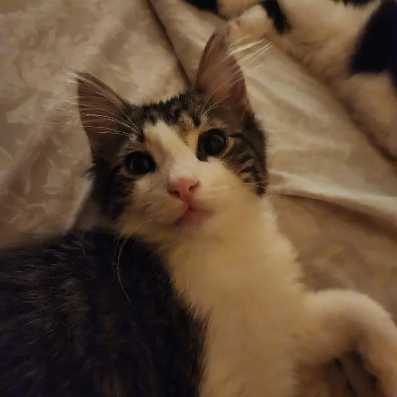 Bernard thumbnail 3