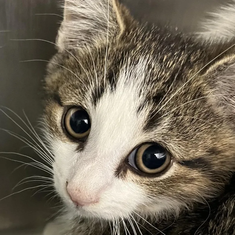 A baby small-sized male Brown / Chocolate Domestic Medium Hair cat named Louis for adoption in Calverton, NY
