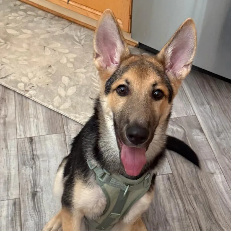 A baby large-sized male Black German Shepherd Dog dog named Niko for adoption in Griffin, GA