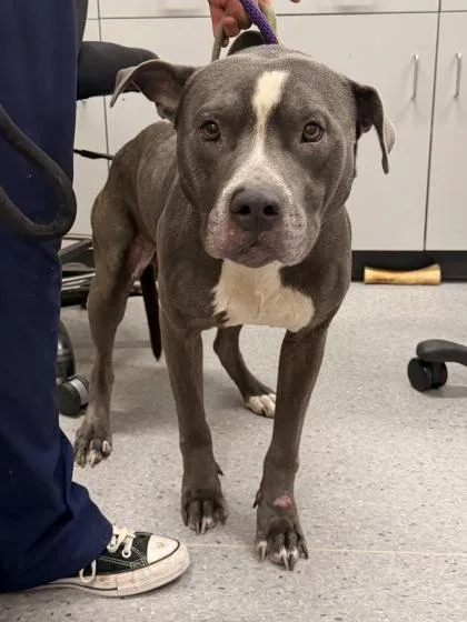 An adult large-sized male Gray / Blue / Silver Pit Bull Terrier dog named Clyde for adoption in Cleveland, OH