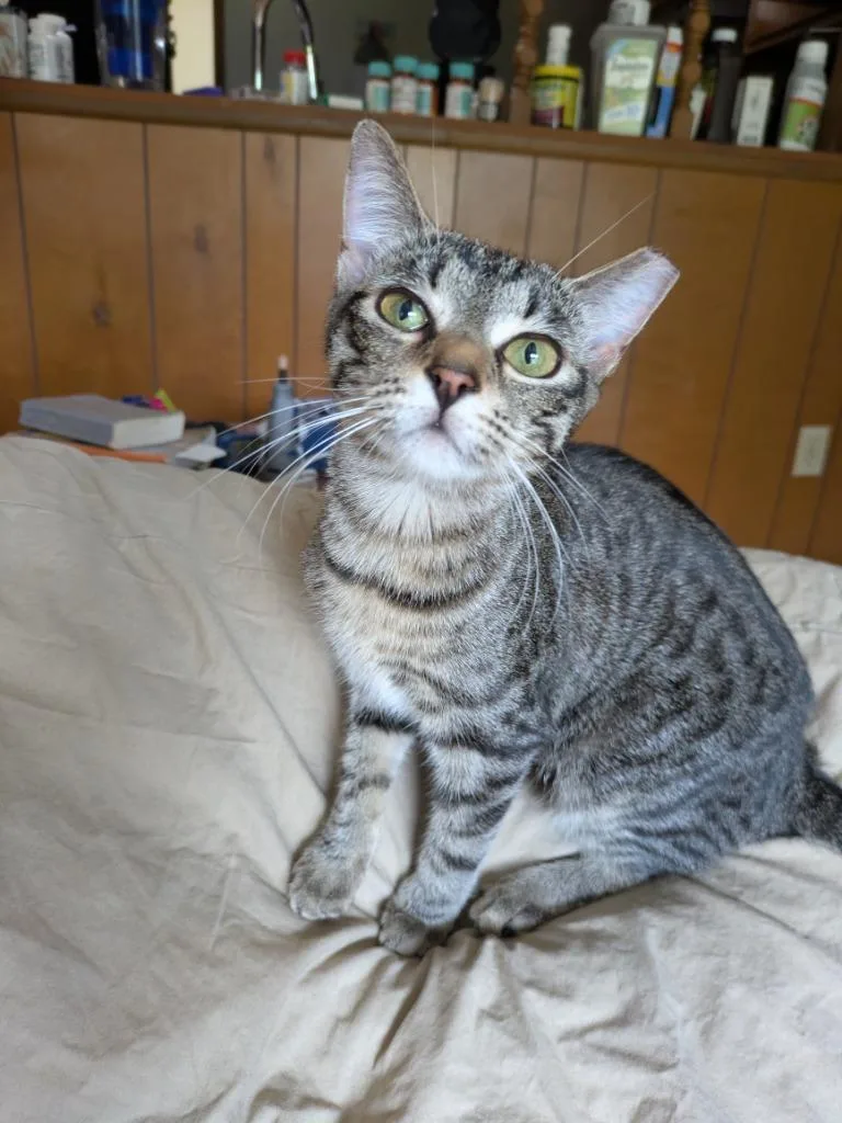 A baby small-sized female Domestic Short Hair cat named Bugs for adoption in Darien, GA