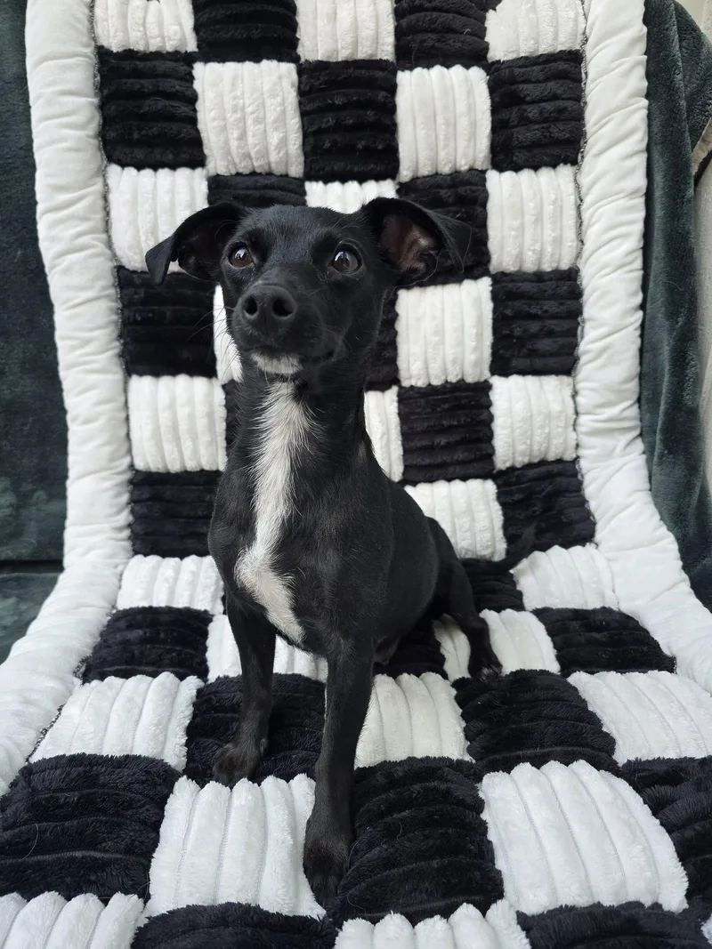 An adult small-sized female Chihuahua dog named Onyx for adoption in San Francisco, CA