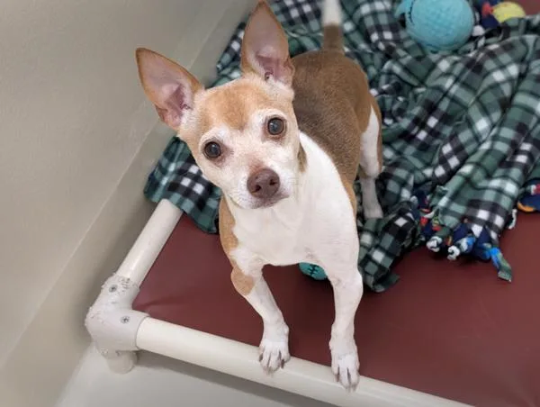 A senior medium-sized male Chihuahua dog named Chip for adoption in Portland, OR