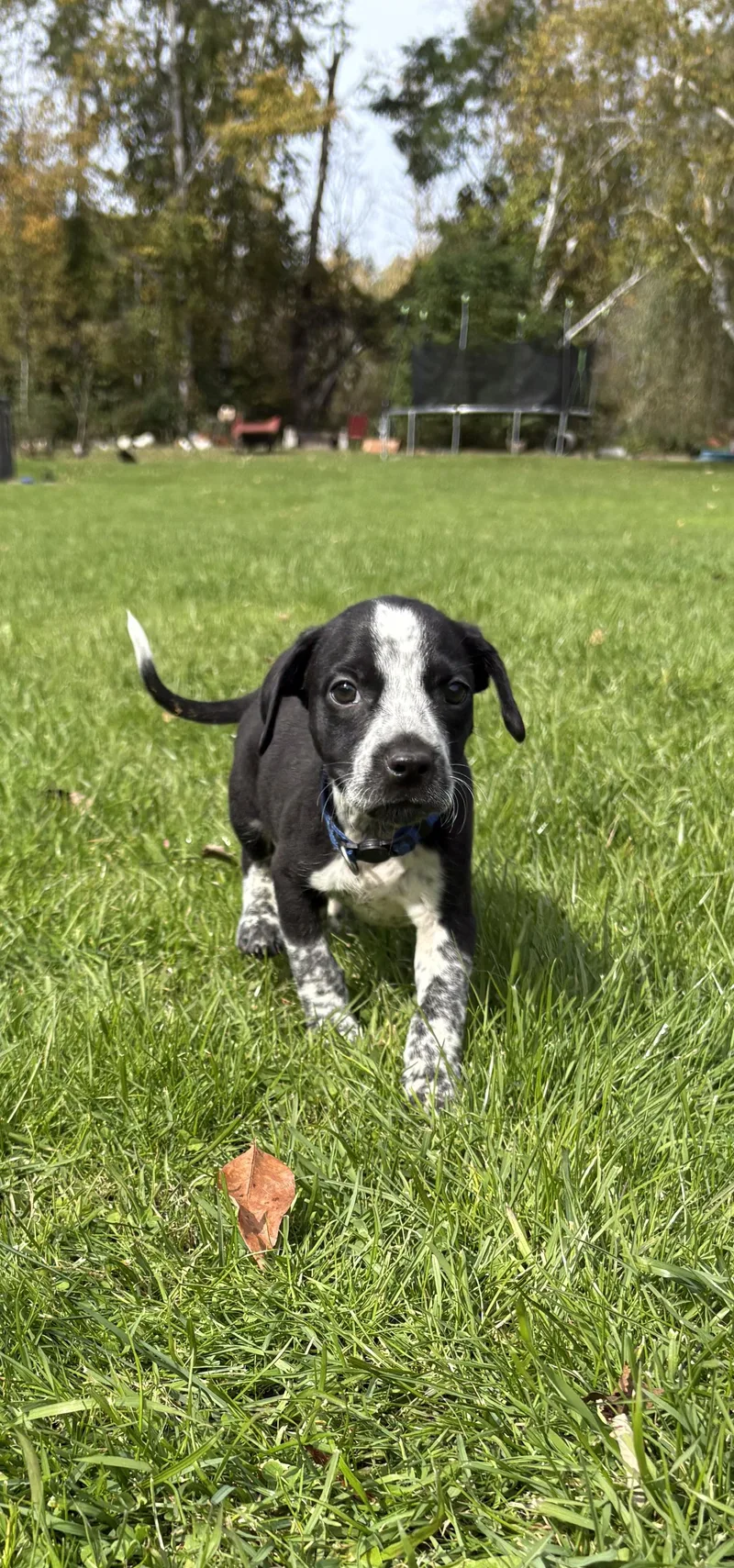A baby medium-sized male Australian Cattle Dog / Blue Heeler dog named Sully Little Monster's Litter for adoption in Carmel, NY