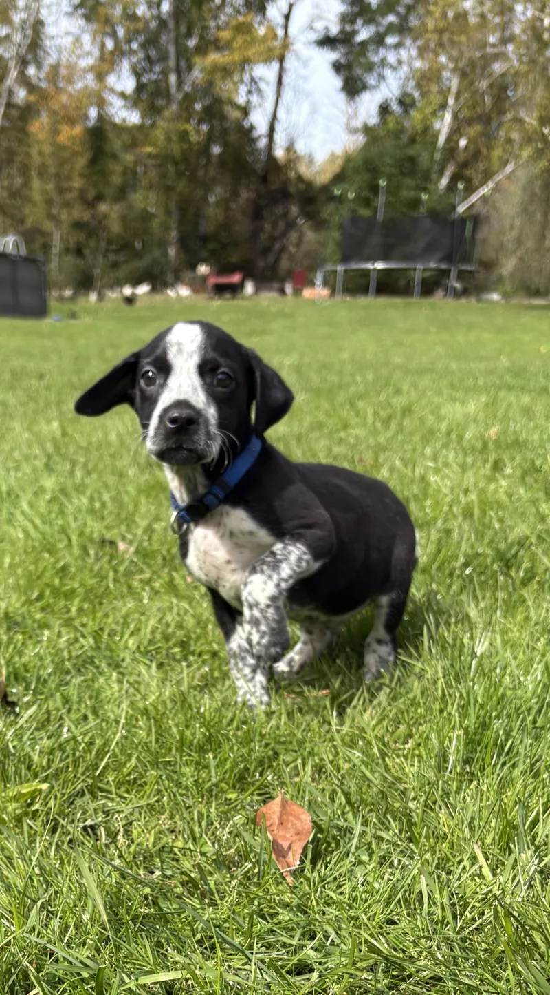 Sully Little Monster's Litter thumbnail 2