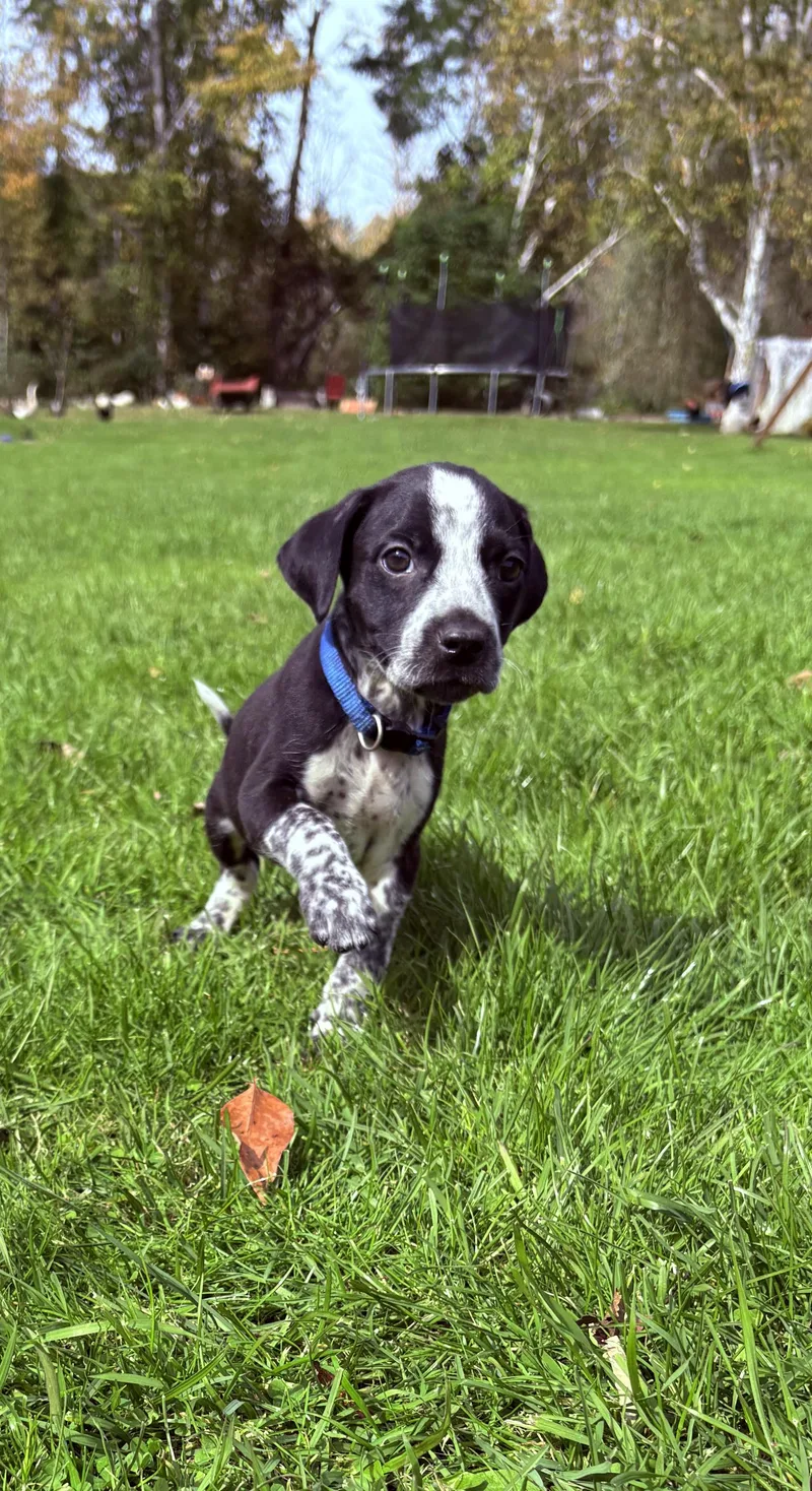 Sully Little Monster's Litter thumbnail 3
