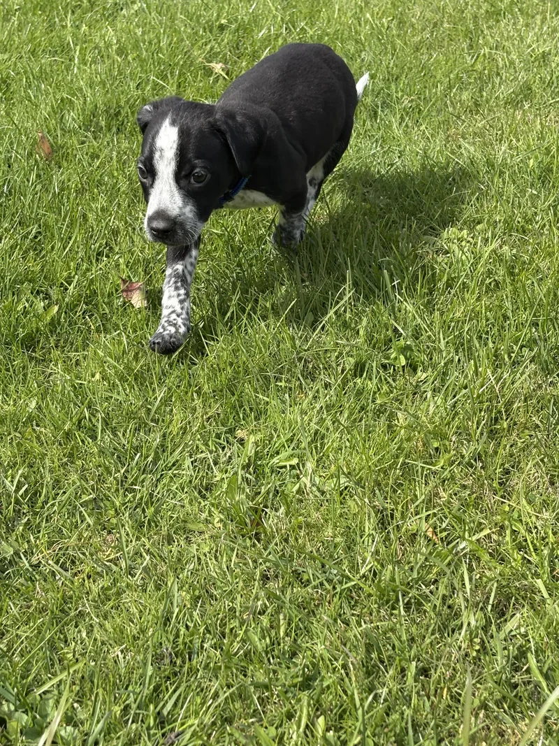 Sully Little Monster's Litter thumbnail 4