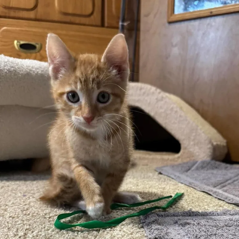 A baby small-sized female Domestic Short Hair cat named Maple for adoption in West Olive, MI