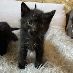 A baby small-sized male Black Domestic Short Hair cat named Gavin for adoption in Madison, WI