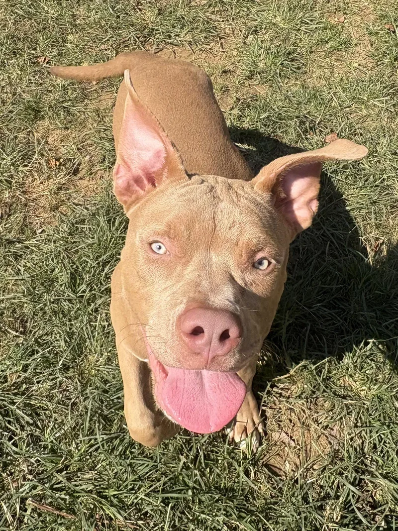 A young large-sized male Pit Bull Terrier dog named Apollo for adoption in Wetumpka, AL