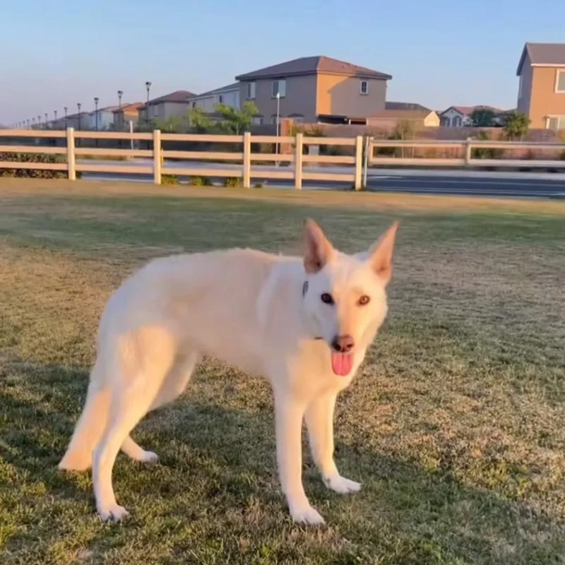 Everest~ Dogbaby Lover thumbnail 2