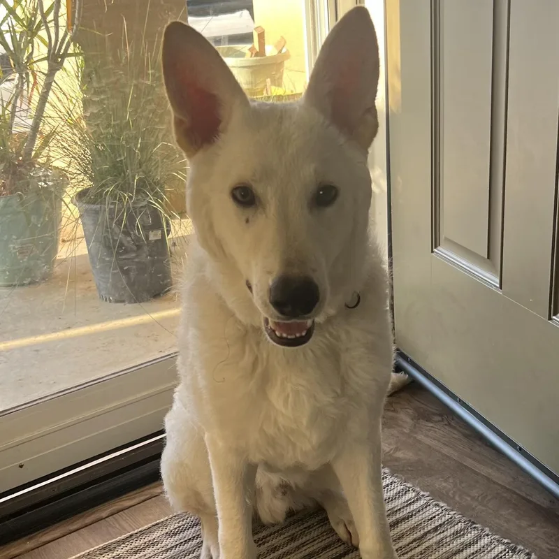 Everest~ Dogbaby Lover thumbnail 3