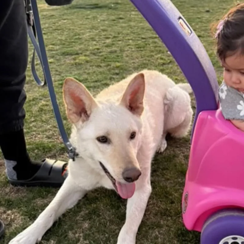 Everest~ Dogbaby Lover thumbnail 4