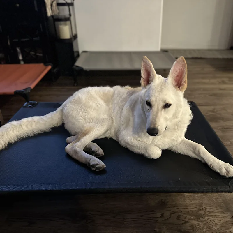 Everest~ Dogbaby Lover thumbnail 5