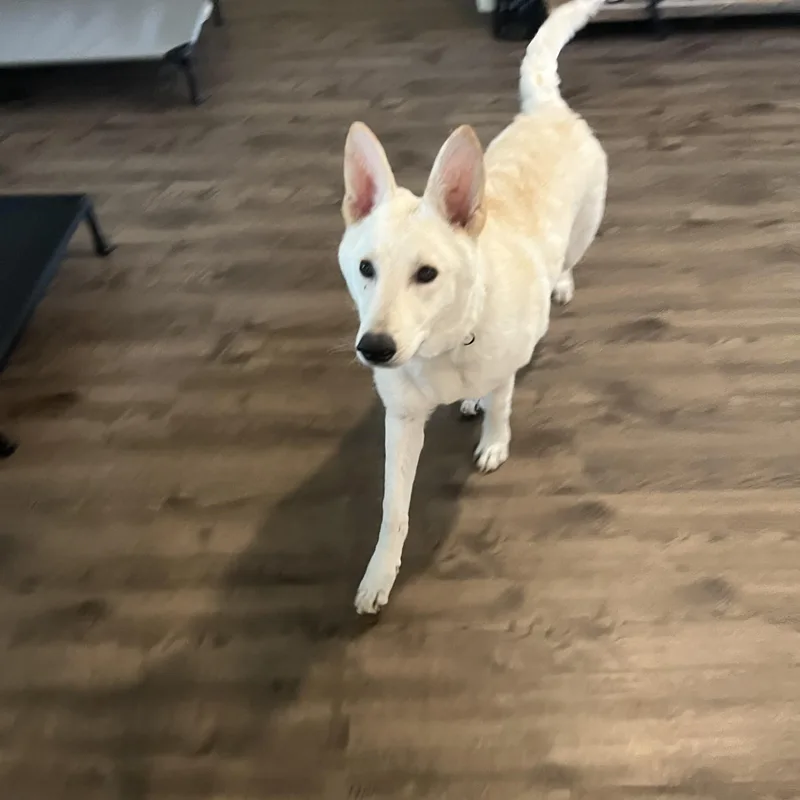 Everest~ Dogbaby Lover thumbnail 6