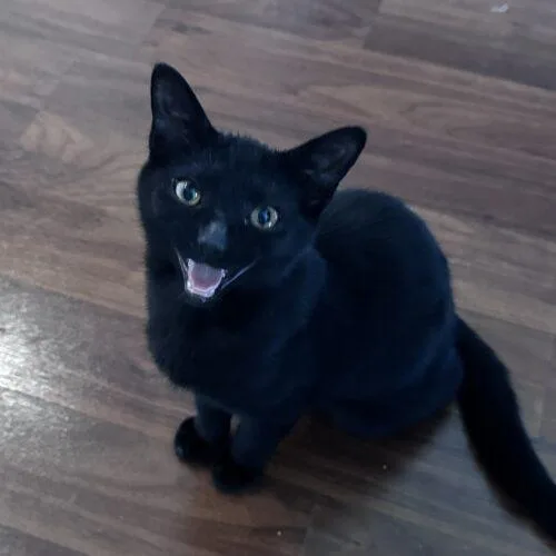 A baby small-sized female Domestic Short Hair cat named Brooklyn for adoption in Canal Winchester, OH
