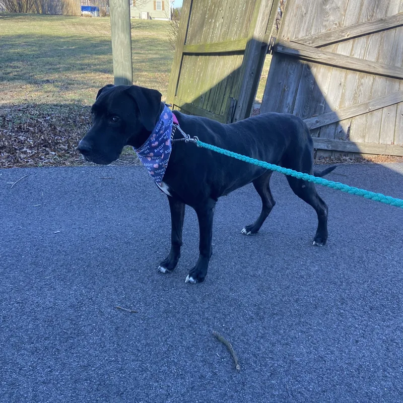 Brandy Brilliant thumbnail 2