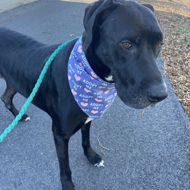 Brandy Brilliant thumbnail 3