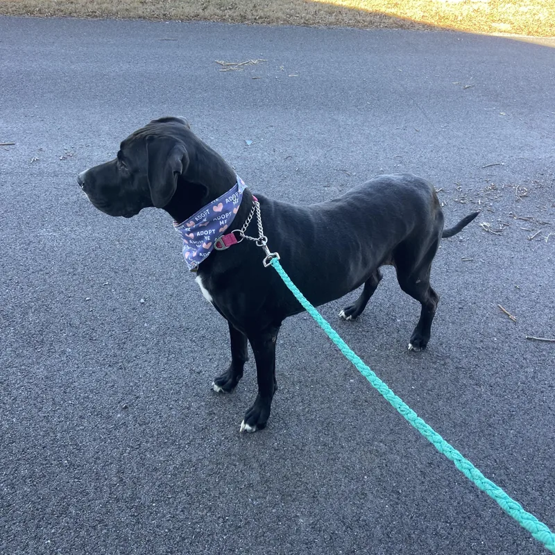 Brandy Brilliant thumbnail 4