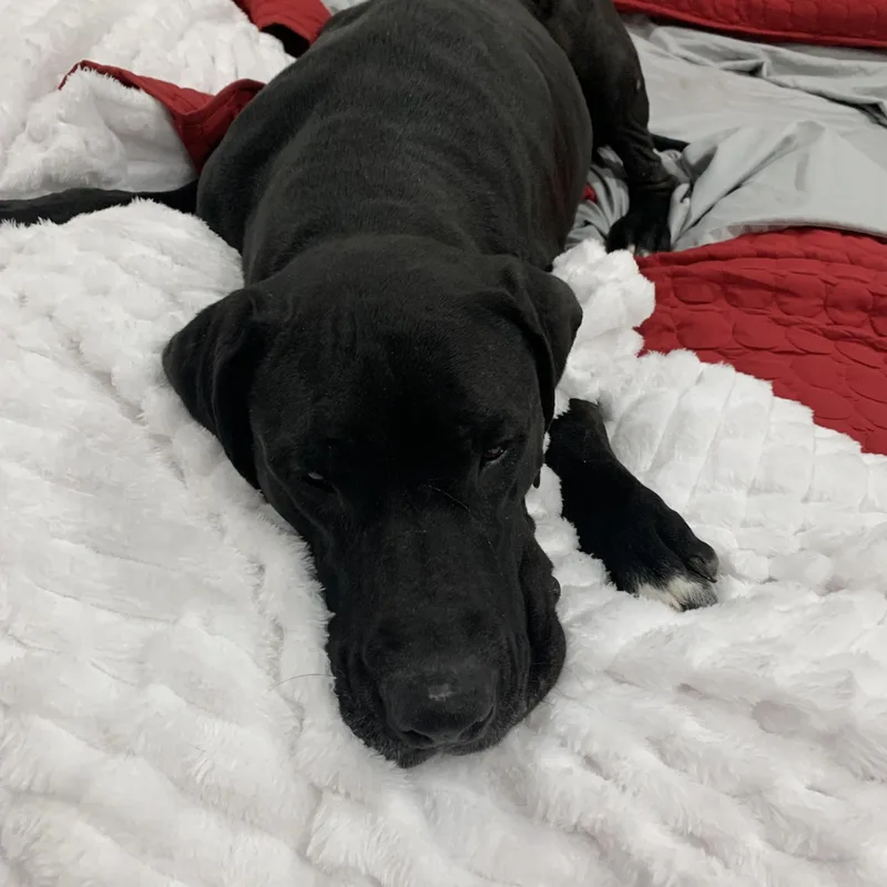 Brandy Brilliant thumbnail 5