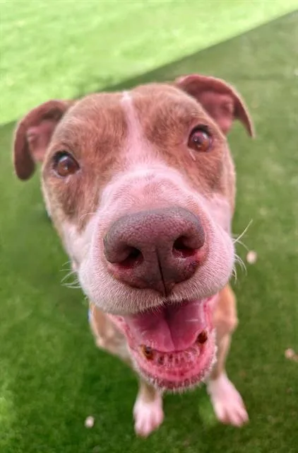 An adult medium-sized male Mixed Breed dog named Crouton for adoption in Jacksonville, FL