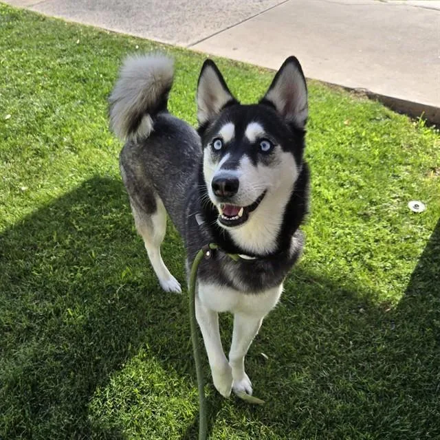 A young large-sized female Klee Kai dog named Cutie for adoption in Phoenix, AZ