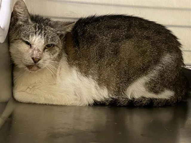A senior medium-sized female Domestic Short Hair cat named Monet for adoption in Tustin, CA